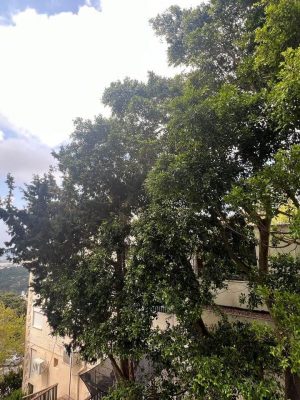 נוף בדירה למכירה ברחוב רחל חיפה 4.5 חדרים בבנייין חדש